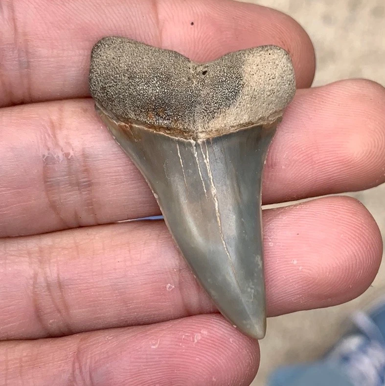 Fossil Carcharodon hastalis - Virginia