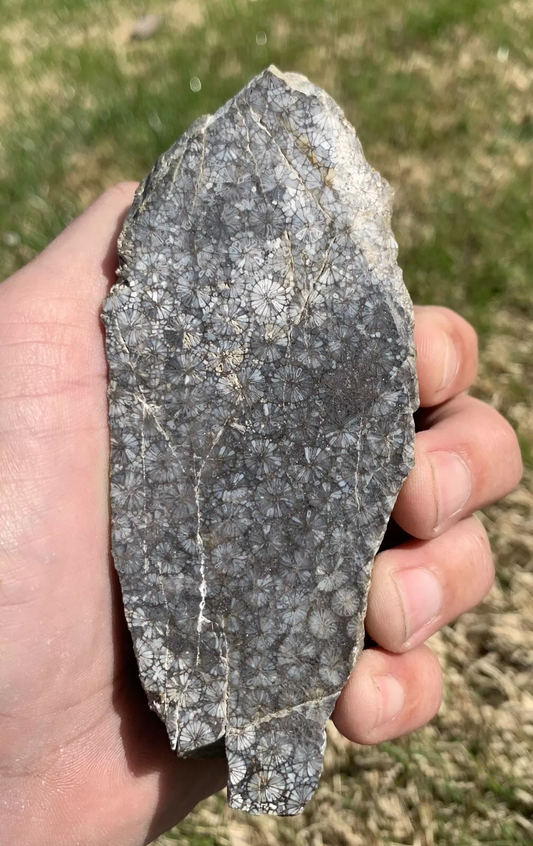 Polished Black Fossil Coral from Indonesia, Slab, Slice