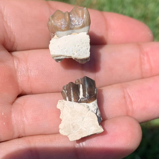 Fossil Horse Upper and Lower teeth, Mesohippus