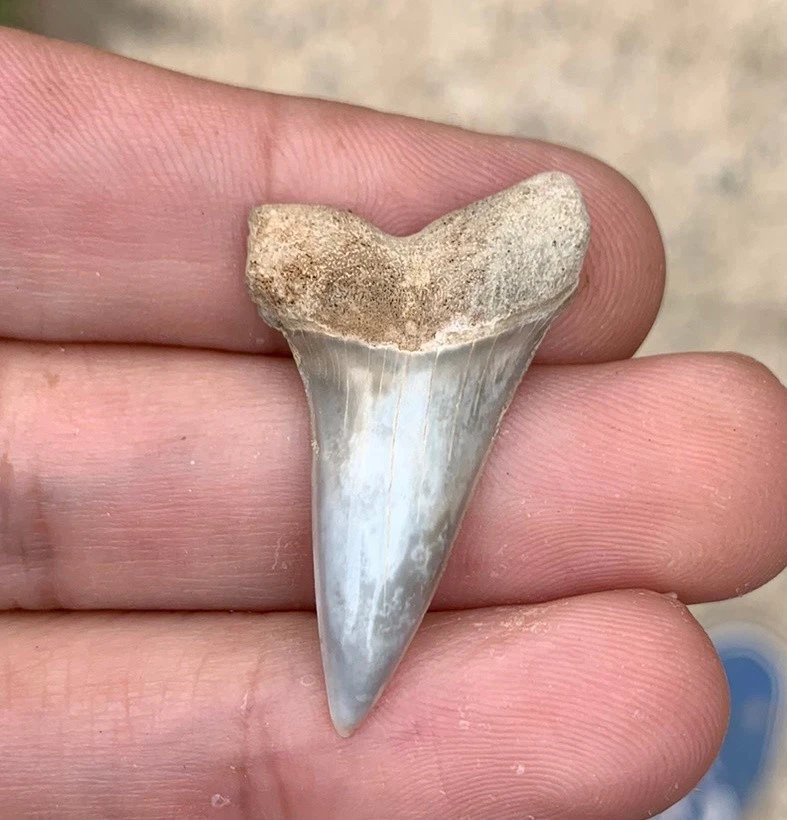 Fossil Carcharodon hastalis - Virginia