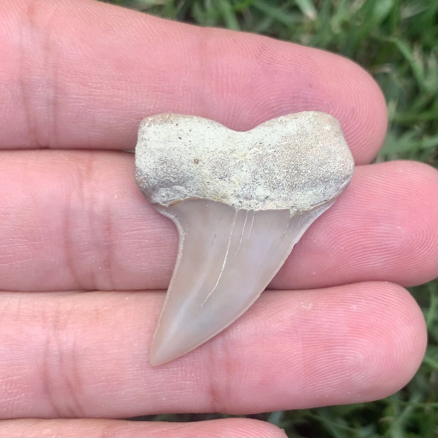 Fossil Carcharodon planus - Bakersfield California