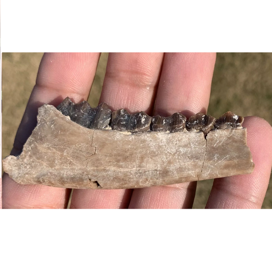 Nice camel jaw, Poebrotherium, Eocene, Chadron Formation Nebraska