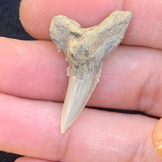 1.42” Hemipristis serra Shark Tooth - Virginia