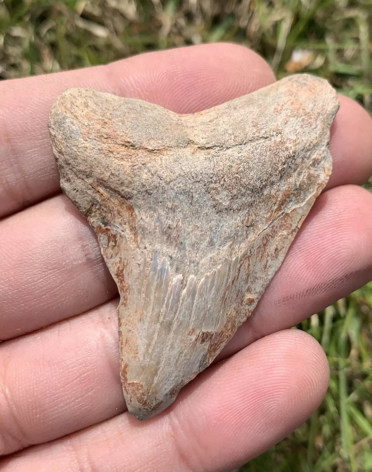 2.33” Otodus Megalodon - Virginia