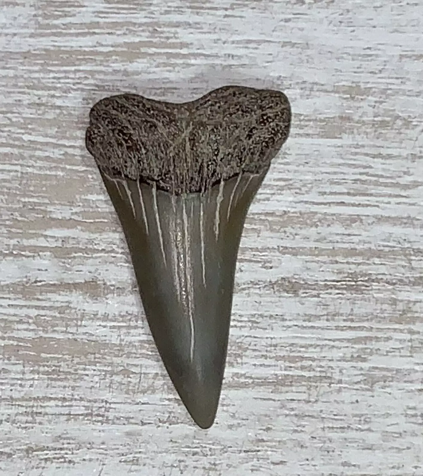 1.3" Carcharodon hastalis - Virginia