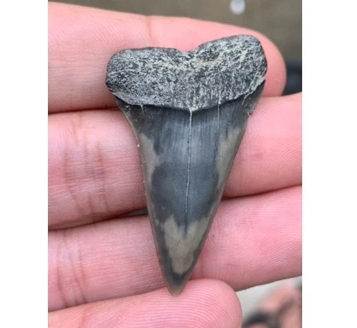 Fossil Carcharodon hastalis - Virginia