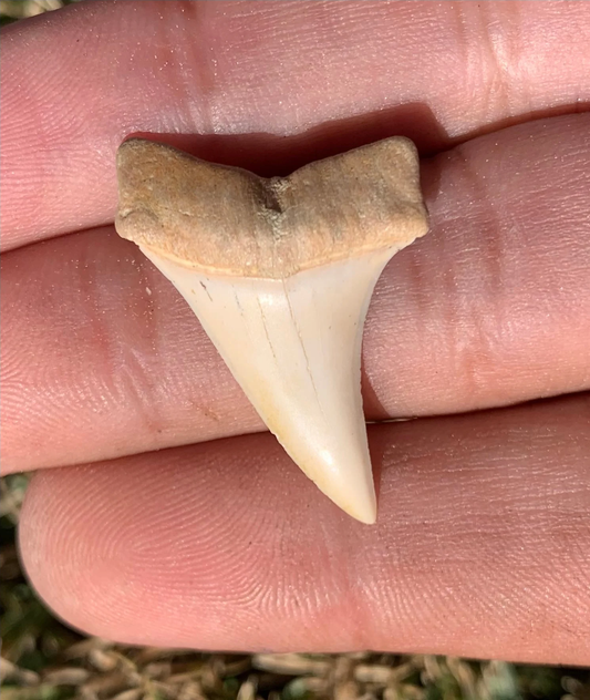 1.21”  Carcharodon hastalis - Bakersfield