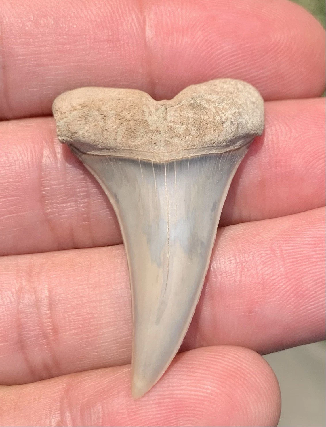 Fossil Carcharodon hastalis - Virginia