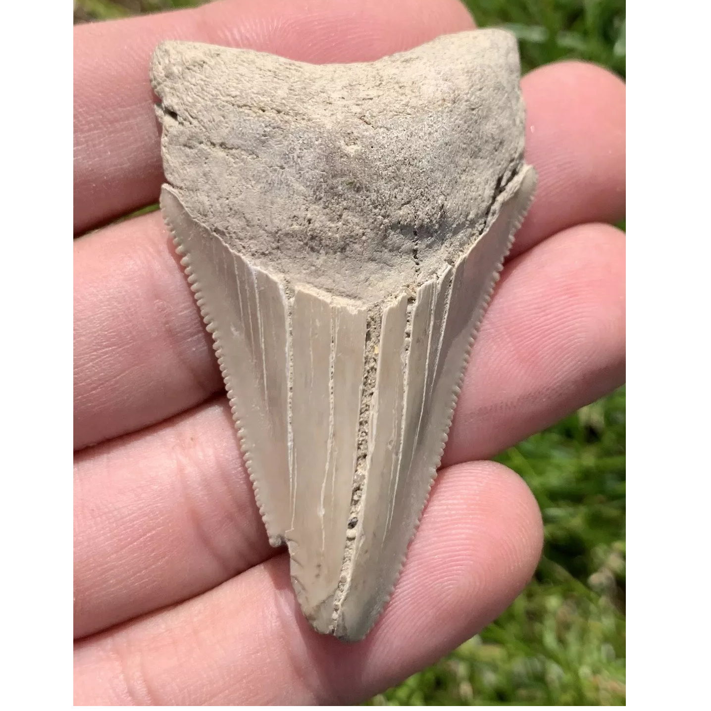 2.25” Otodus Megalodon - Virginia