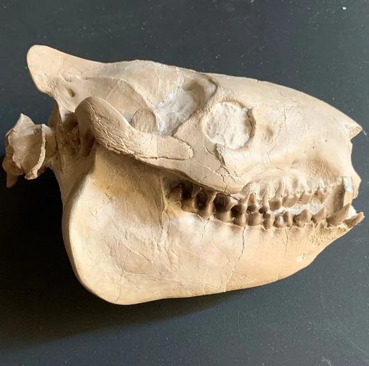 Oreodont Skull