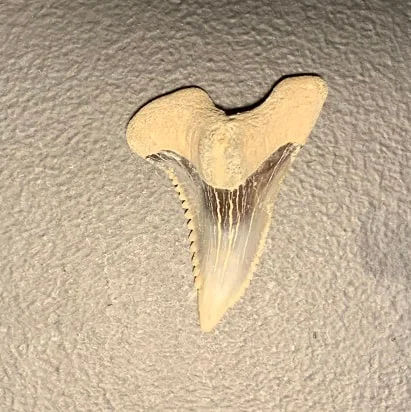 Fossil Hemiprisitis serra Upper Anterior Tooth