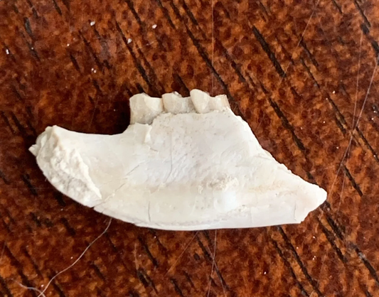 Fossil Rabbit Lower Jaw, Palaeolagus