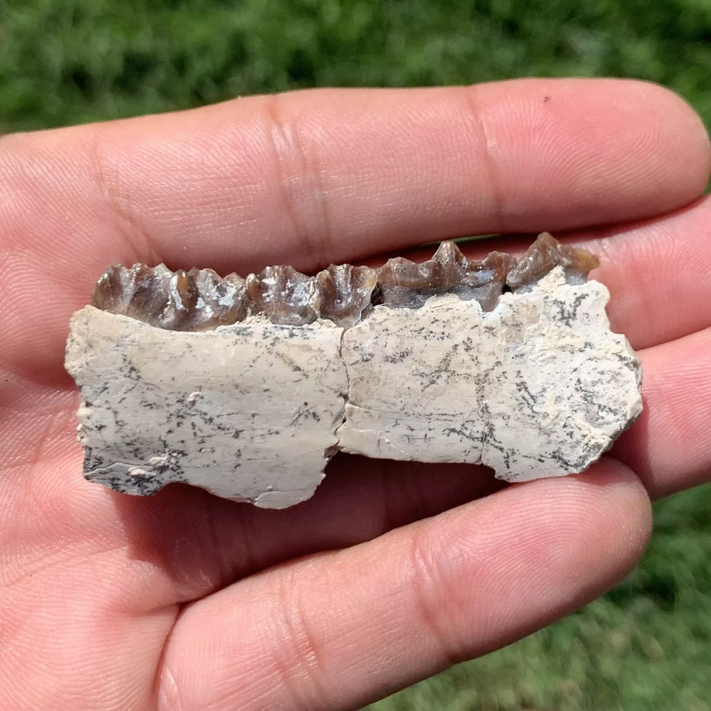 Fossil Oreodont Jaw