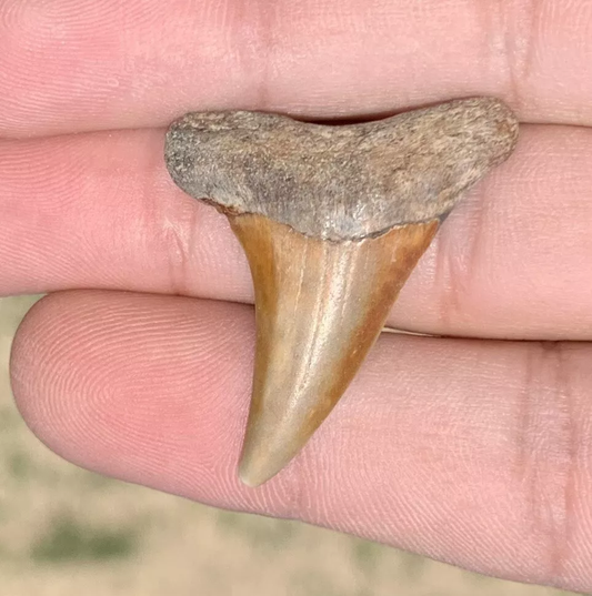 1.46" Carcharodon hastalis - Virginia