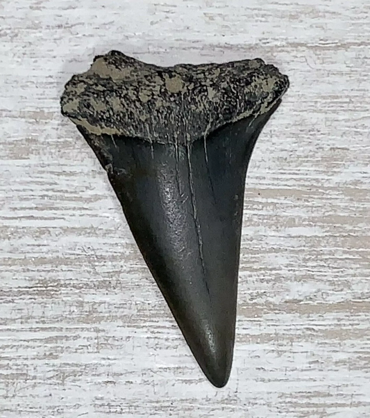 1.56" Carcharodon hastalis - Virginia