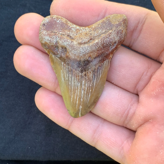 2.25” Otodus Megalodon - Virginia