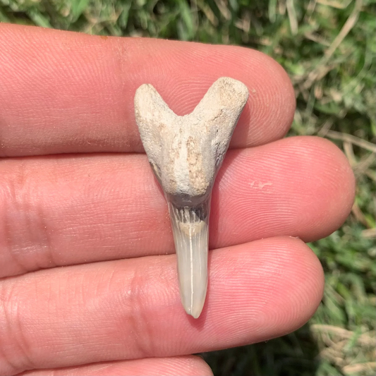 1.35” Hemipristis serra Shark Tooth - Virginia