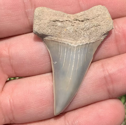 1.89” Carcharodon hastalis - Virginia