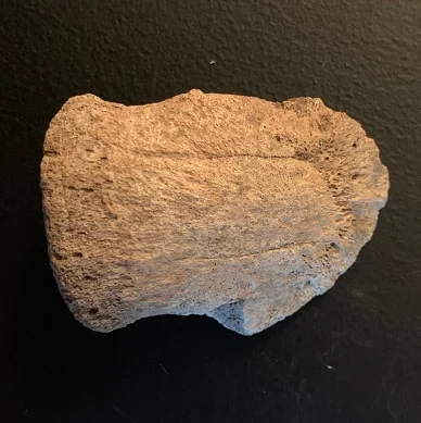 Edmontosaur Ungual Claw