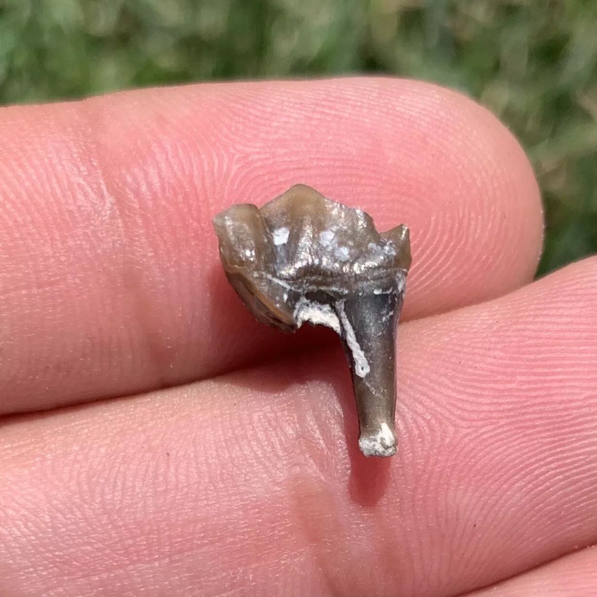 Camel Premolar Tooth, Poebrotherium