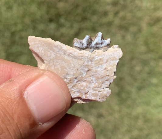 Fossil Horse Jaw With Tooth, Mesohippus,