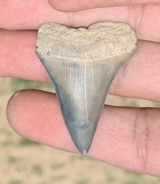 1.72" Carcharodon hastalis - Virginia