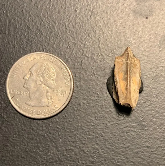 Edmontosaurus Dinosaur Tooth, Hell Creek Formation SD, Hadrosaur, Duck-billed