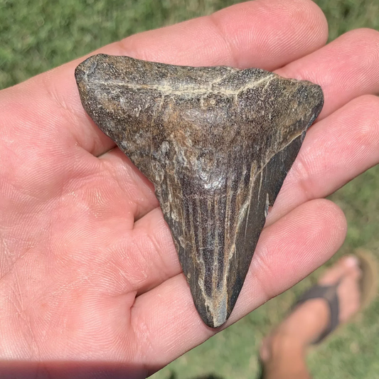 2.6" Otodus megalodon - Virginia