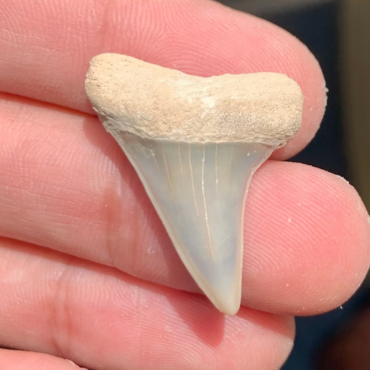 1.2” Carcharodon hastalis - Virginia