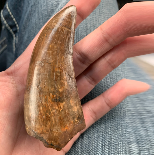 3 3/4" Tyrannosaurus Rex Tooth from the Hell Creek formation of South Dakota