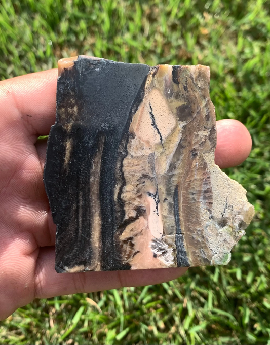 Polished Agatized Fossil Wood from Indonesia