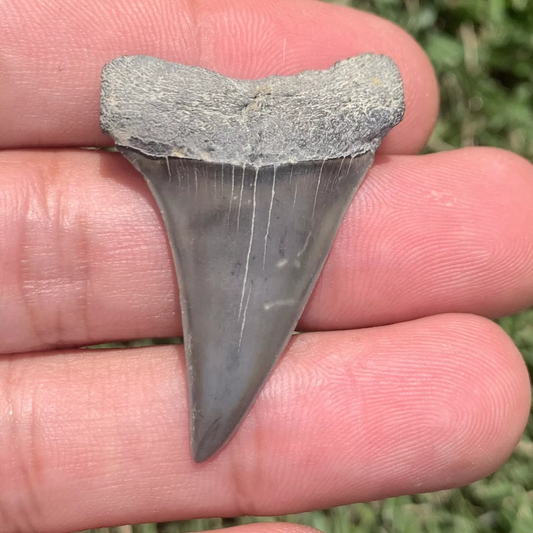 1.64” Carcharodon hastalis - Virginia