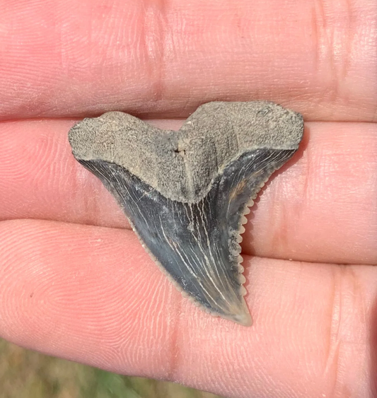 1.2” Hemipristis serra Shark tooth - Virginia