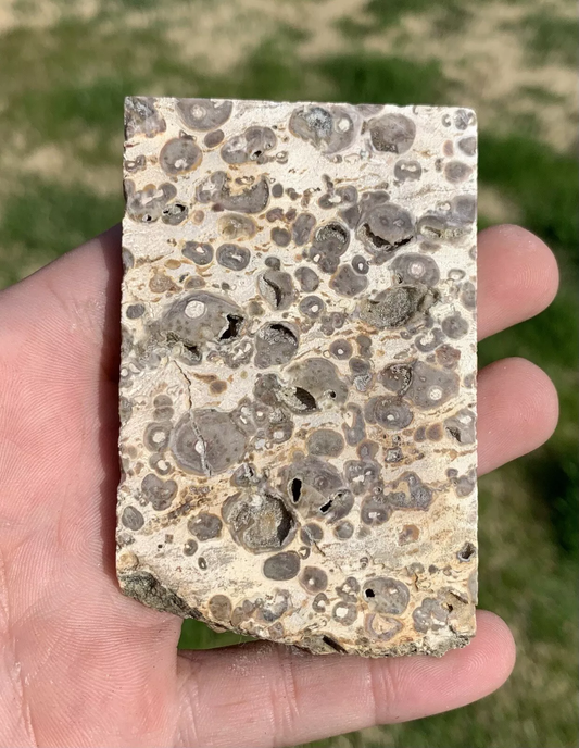 Polished Orbicular jasper Indonesia, Slab, Slice