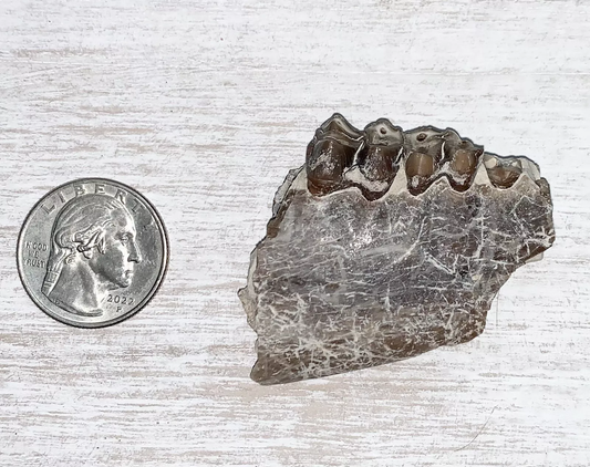 Fossil Oreodont Lower Jaw Section With Teeth