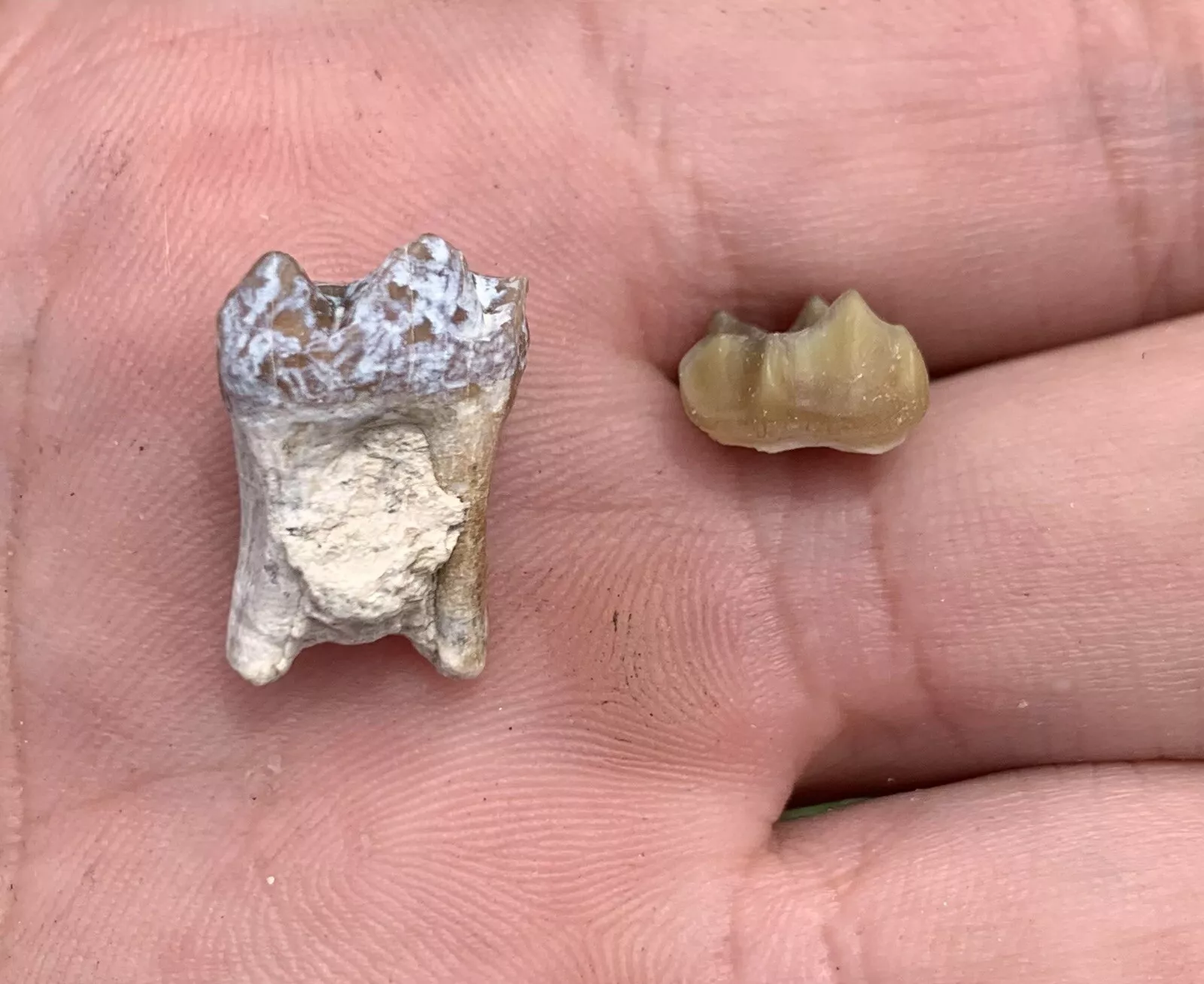 Fossil Horse Teeth, Mesohippus, Upper & Lower