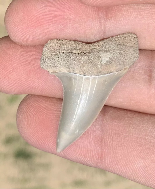 1.5 Carcharodon hastalis - Virginia