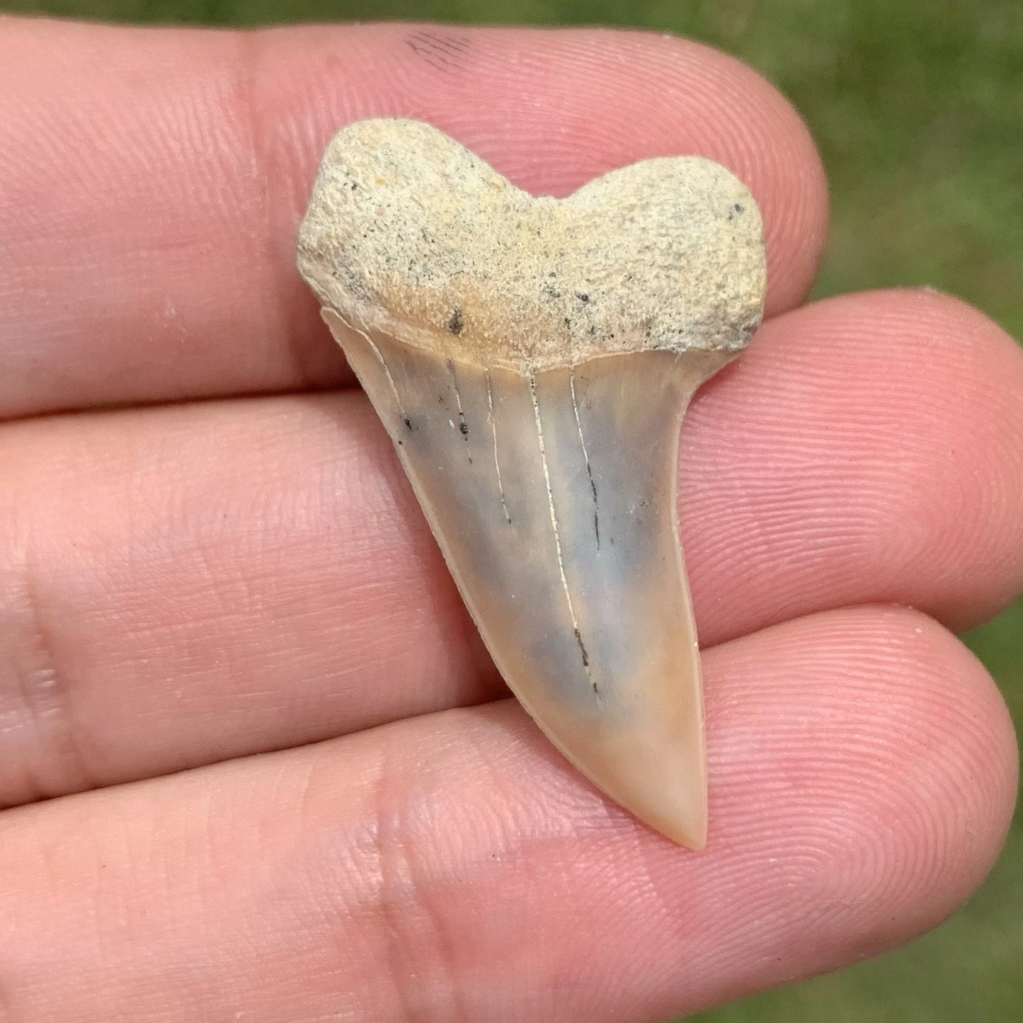 Fossil Carcharodon planus - Bakersfield California