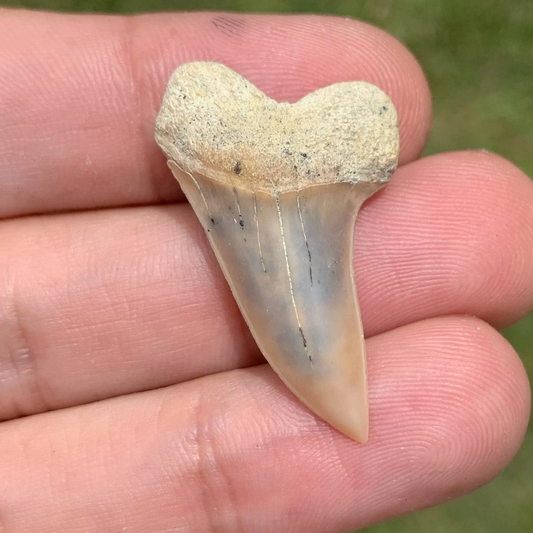 Fossil Carcharodon planus - Bakersfield California