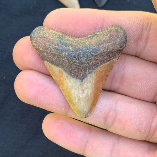 1.82” Otodus Megalodon - Virginia