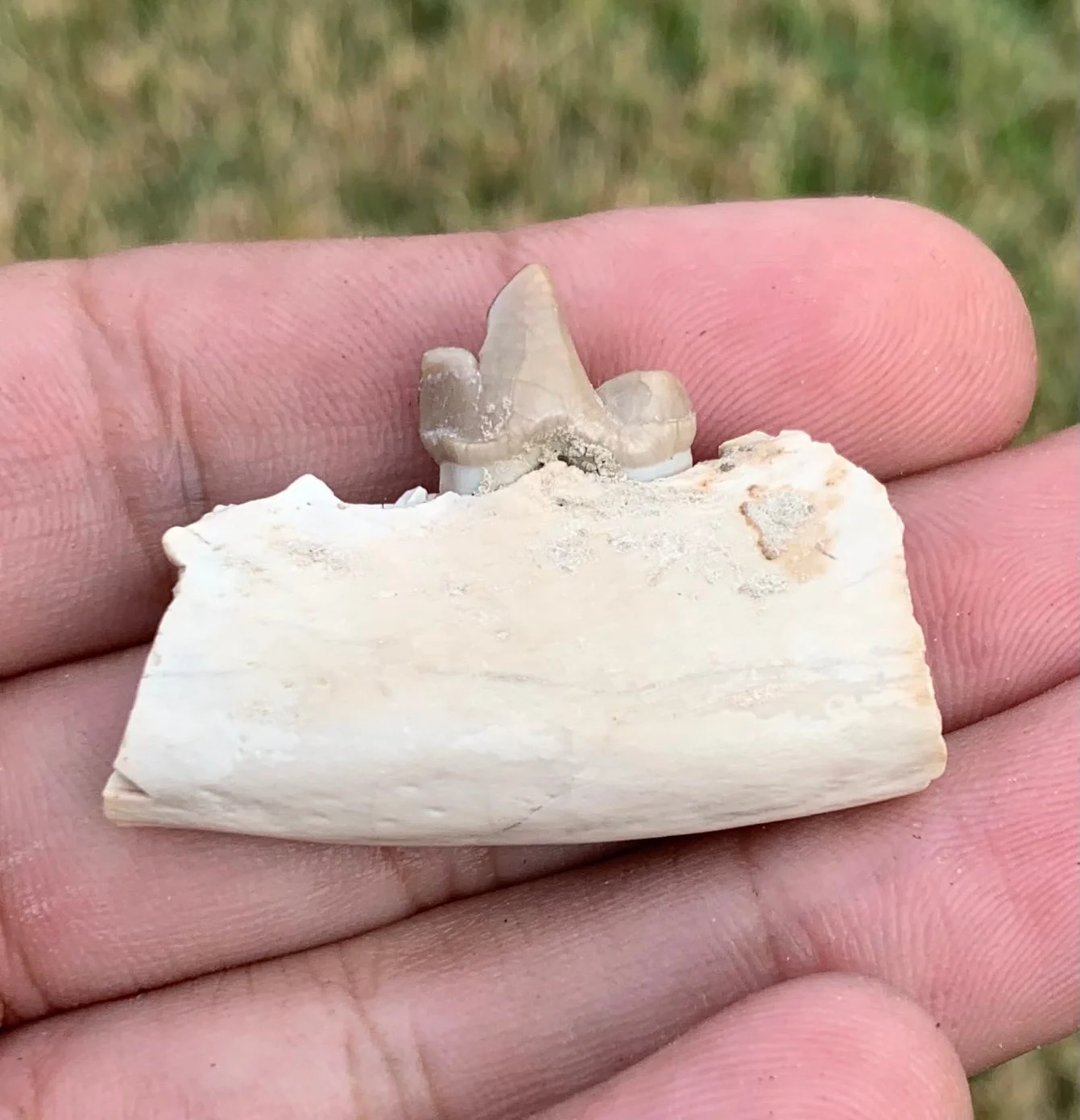 Daphoenus jaw with tooth, bear dog