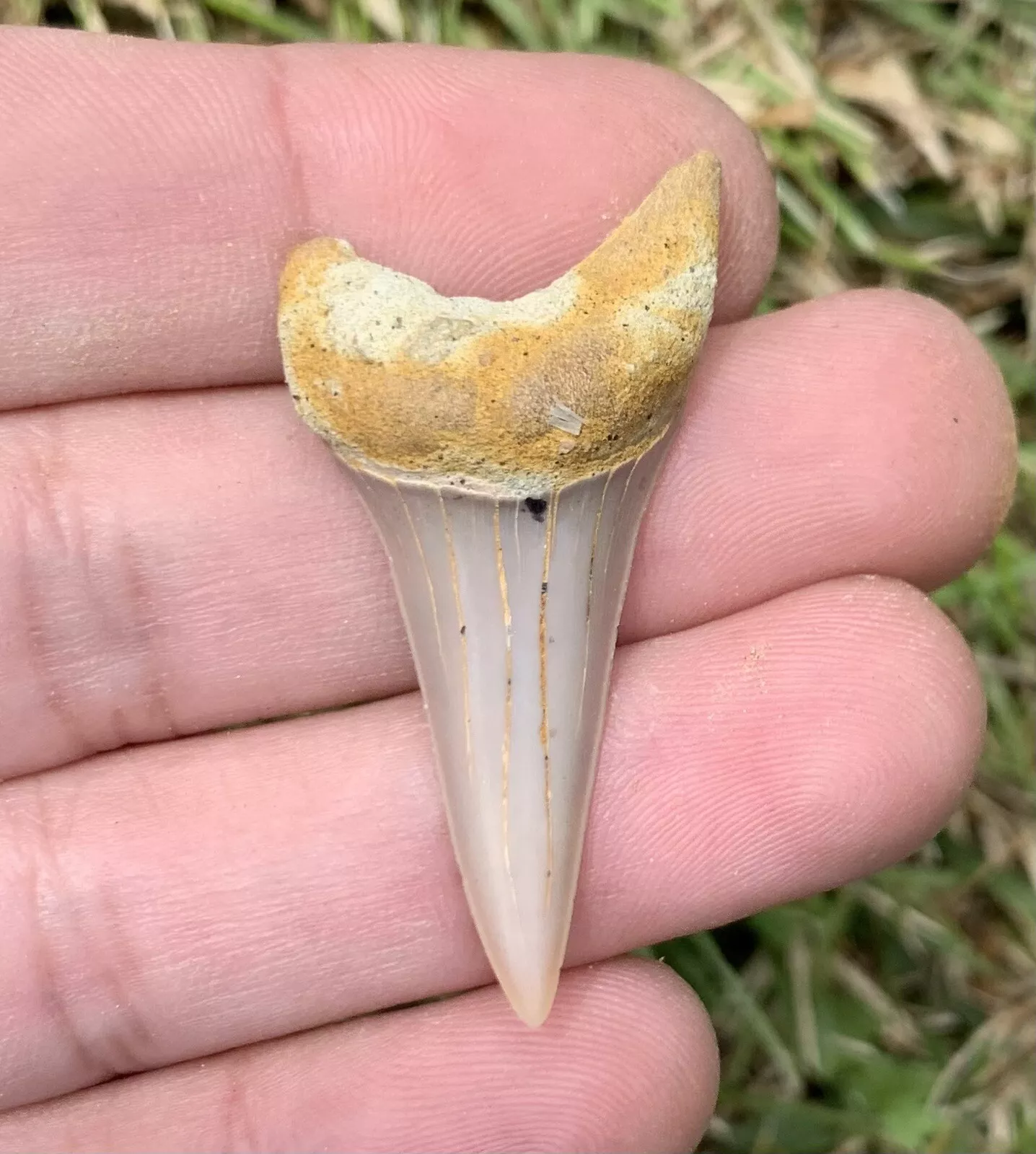 Carcharodon hastalis - Bakersfield California