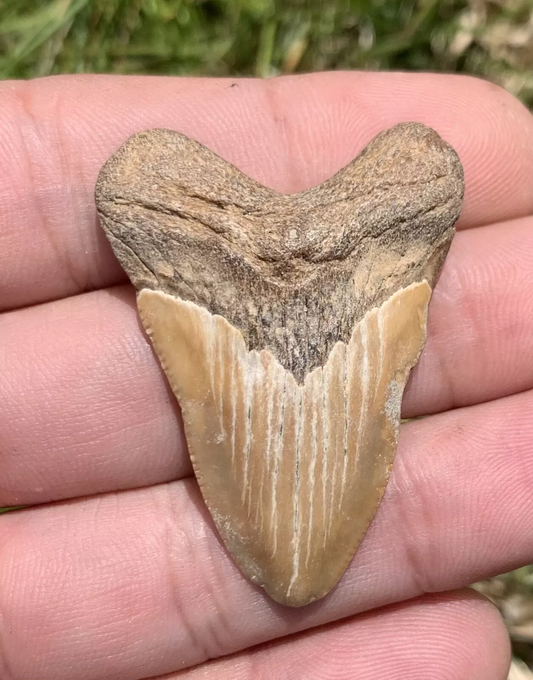 1.76” Otodus Megalodon - Virginia