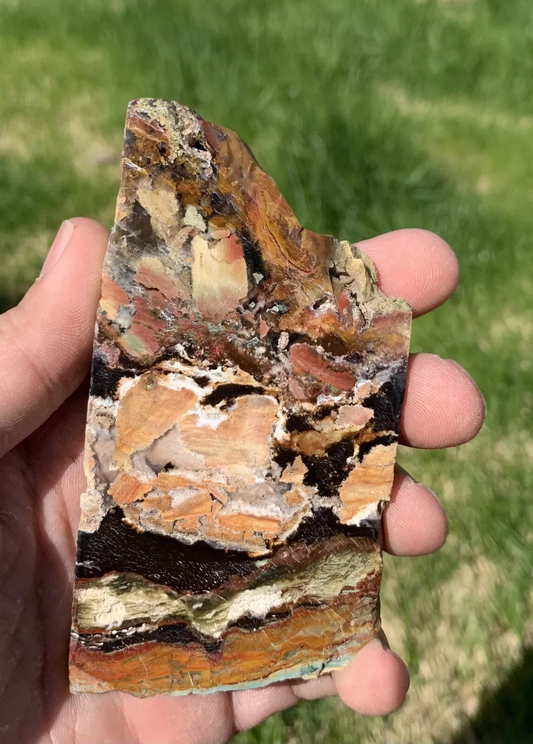 Polished Opalized Petrified Fossil Wood from Indonesia, Slab, Slice