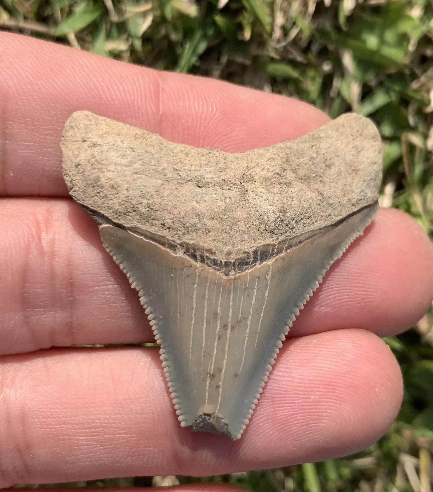 1.67” Otodus Megalodon - Maryland