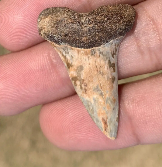 1.47” Carcharodon hastalis - Virginia