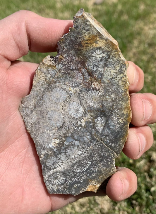 Polished Black Fossil Coral from Indonesia, Slab, Slice