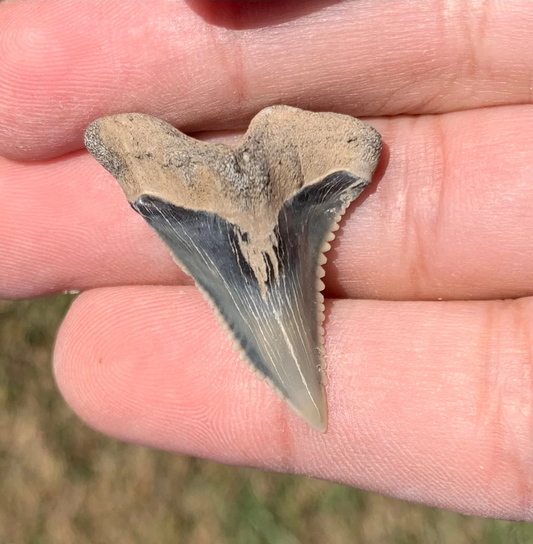 1.35” Hemipristis serra Shark tooth - Virginia