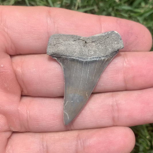 1.75” Carcharodon hastalis - Virginia