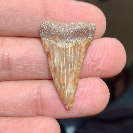 1.36” Carcharodon hastalis - Virginia